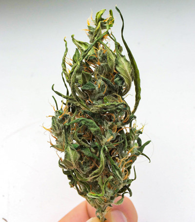 Семена сорта Kali Banner fem (AlphaFem Seeds)