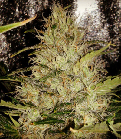 Семена сорта Pure AK fem (Female Seeds)