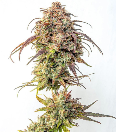 Семена сорта Purple Punch fem (Barney's Farm)