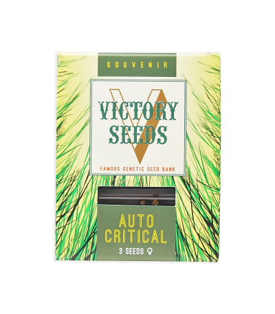 Семена сорта Auto Critical fem (Victory Seeds)