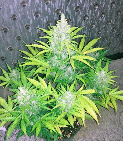 Семена сорта Kalashnikova Auto fem