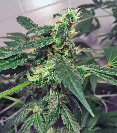 Семена сорта Kalashnikova fem