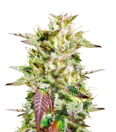 Семена сорта Caramelo reg (Delicious Seeds)