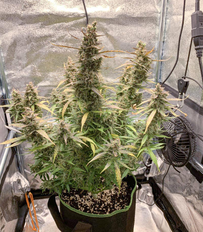 Семена сорта Auto Brooklyn Sunrise fem (Dutch Passion)