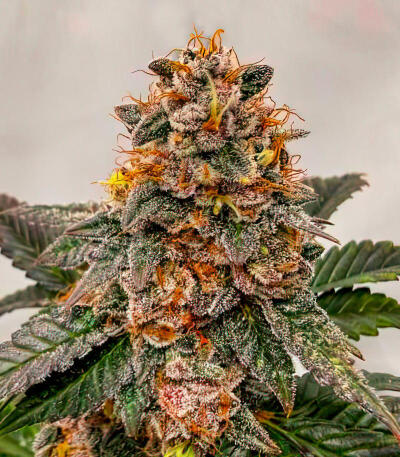 Семена сорта Dos-Vi-Dos 33 fem (Семяныч)