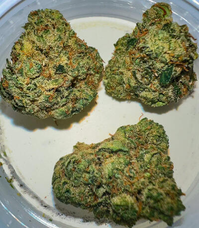 Семена сорта Gator Breath fem (7CH American)