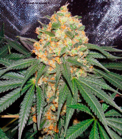 Семена сорта Mazar reg (Dutch Passion)