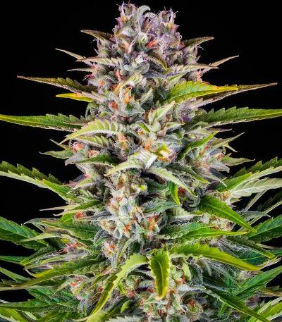 Семена сорта Ultimate Afghan Auto fem (Семяныч)