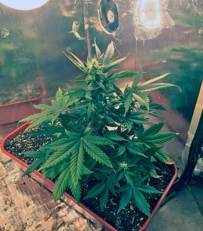 Семена конопли King’s Kush Auto