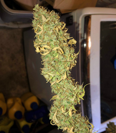 Семена сорта American Pie fem (Pyramid Seeds)