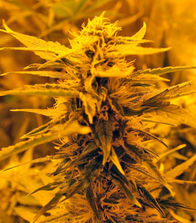 Семена сорта Auto Super Hash fem (Pyramid Seeds)