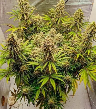 Семена сорта Sour Diesel x OG Kush fem (Seedkeepers)