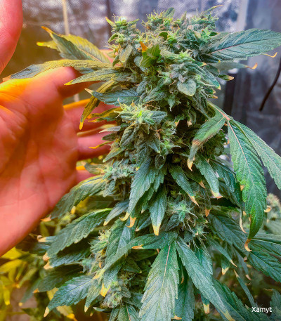 Семена сорта Golosa fem (Delicious Seeds)