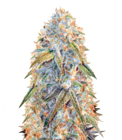 Семена сорта Auto Northern Light fem (Victory Seeds)