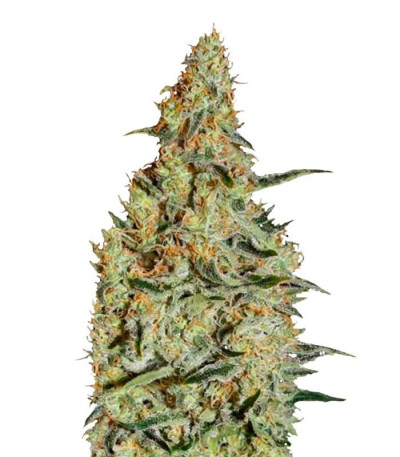 Семена сорта New's Haze fem