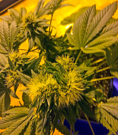 Семена сорта Flowerbomb Kush fem (Strain Hunters)