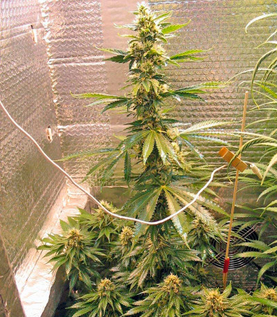 Семена сорта Fruitylicious fem