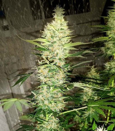 Семена сорта Gran Purple Banner Auto fem (Cali Buds Seeds)