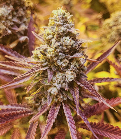 Семена сорта Mandarin Cookies R3 fem (Ethos Genetics)