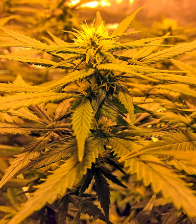 Семена сорта Sweet Deep Grapefruit fem