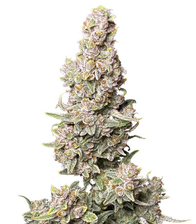 Семена сорта Gorilla Punch Auto fem (FastBuds)