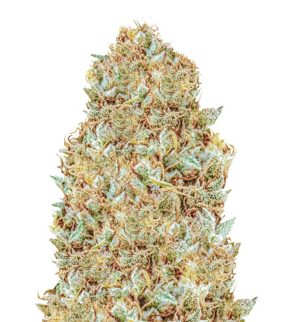 Семена сорта Monster Zkittles (Monster Genetics)