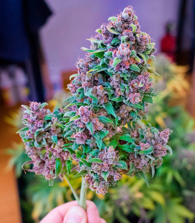 Семена сорта CBD Apple Betty Auto fem (Herbies Seeds)