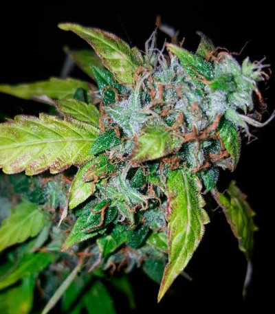 Семена сорта Lowryder Auto Fem (Vision Seeds)