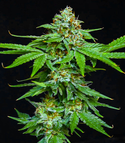 Семена сорта Peanut Butter OGKB fem (Original Sensible Seeds)