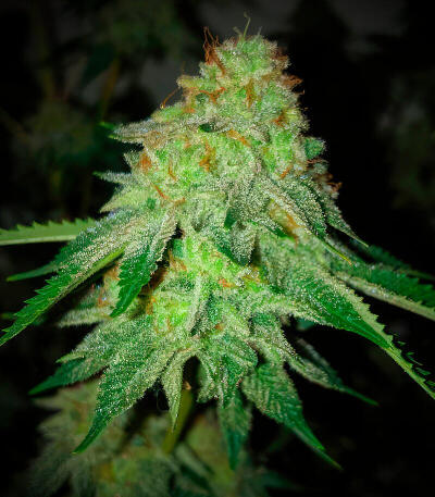 Семена сорта Ultimate Afghan Auto fem (Семяныч)
