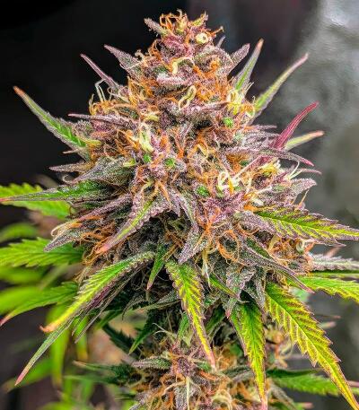 Семена сорта Ultimate Mimosa fem (Семяныч)