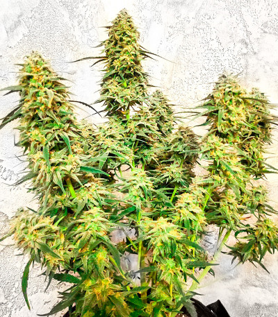 Семена сорта Wedding Cake fem (Семяныч)