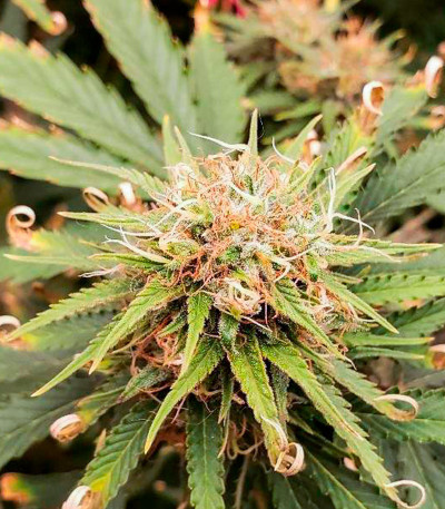 Семена сорта Apple Betty fem (Herbies Seeds)