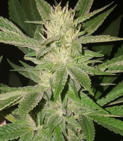 Семена сорта Bubblicious fem (Resin Seeds)