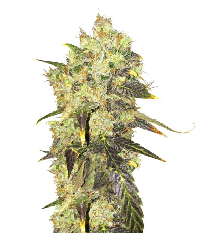 Семена сорта Supreme Durban CBD fem