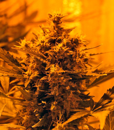 Семена сорта Auto Tutankhamon fem (Pyramid Seeds)