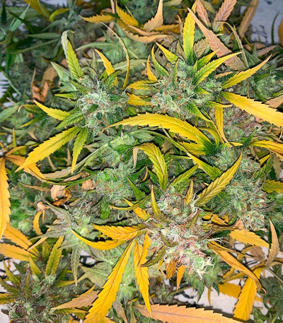 Семена сорта Sexy Cinderella Auto fem (Семяныч)