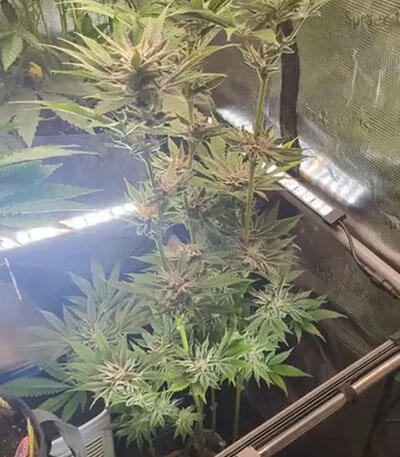 Семена сорта RS 11 x Banana OG fem от Barney's Farm