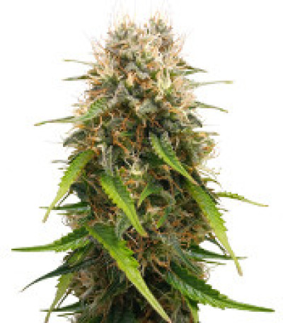 Семена сорта Triple G Auto fem (Royal Queen Seeds)