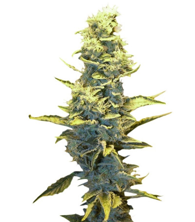 Семена сорта Fruit Autoflowering (Dinafem Seeds)
