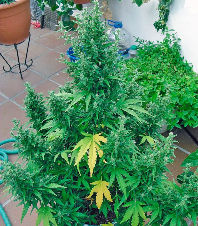 Семена сорта Speed Devil Auto fem (Sweet Seeds)