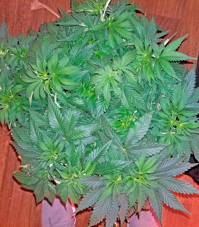 Семена сорта Blackberry fem (Nirvana Seeds)