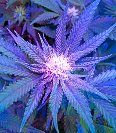 Семена сорта Chocolate Cream fem (00 Seeds)