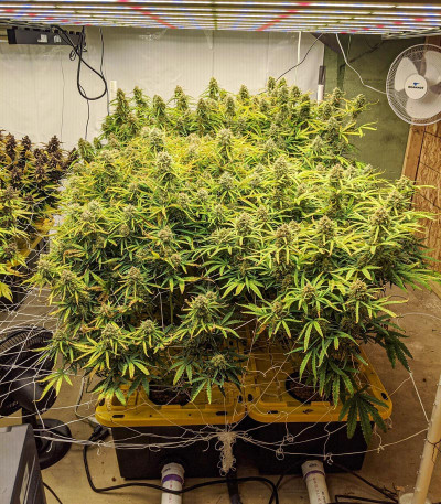 Семена сорта Cookies auto fem (FastBuds)