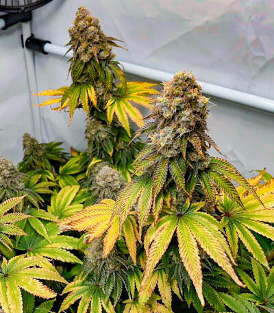 Семена сорта The White Fire OG fem (Seedkeepers)