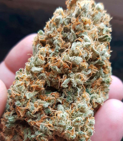 Семена сорта Cinderella's fem (Sumo Seeds)