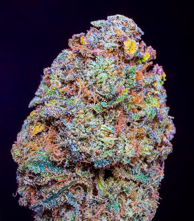 Семена сорта Ultimate Lemon Haze Auto fem (Семяныч)