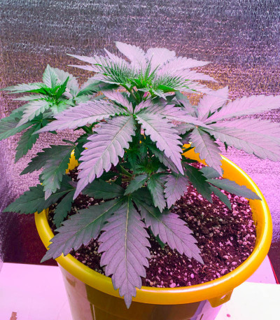 Семена сорта White Widow fem (Victory Seeds)