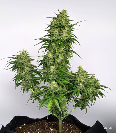 Семена сорта Auto Ak (Auto Ak 47) fem (Семяныч)
