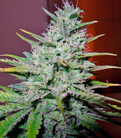 Семена сорта Kalashnikova fem